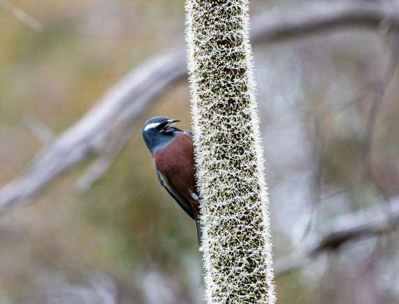 White-browed woodswallow on a grass tree - Jan Osmotherly